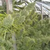 Killer A5 Haze REBAJAS