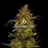 Tropicanna Glue REBAJAS