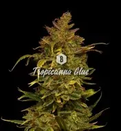 Tropicanna Glue REBAJAS