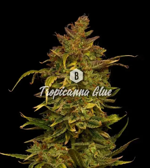 Tropicanna Glue REBAJAS