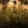 Tropicanna Glue REBAJAS