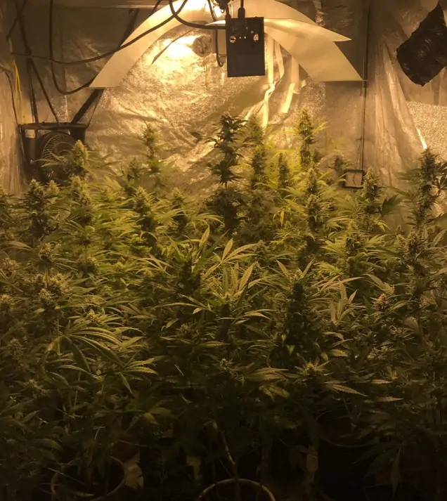 Tropicanna Glue REBAJAS
