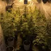 Tropicanna Glue REBAJAS
