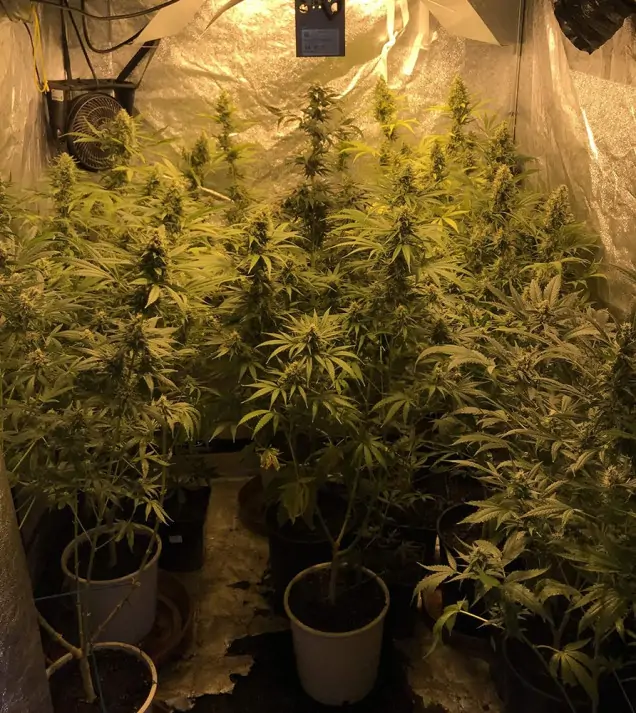 Tropicanna Glue REBAJAS