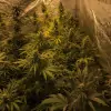 Tropicanna Glue REBAJAS