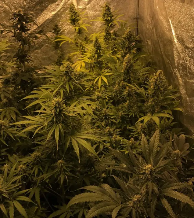 Tropicanna Glue REBAJAS