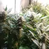 Tropicanna Glue REBAJAS