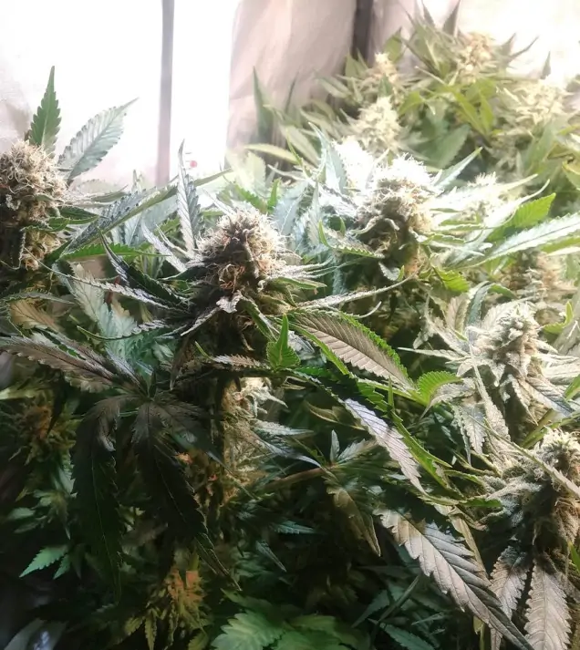 Tropicanna Glue REBAJAS
