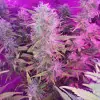 Tropicanna Glue REBAJAS