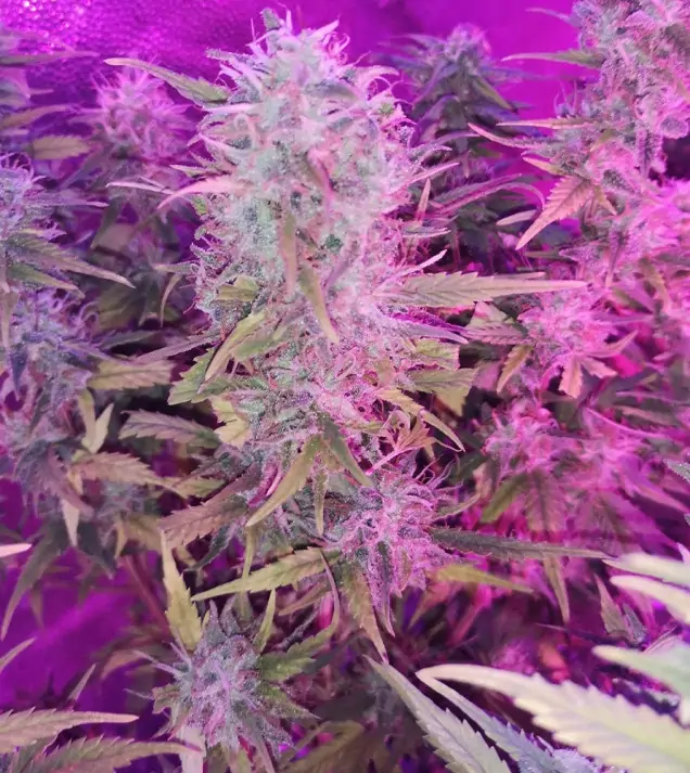 Tropicanna Glue REBAJAS