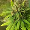 Tropicanna Glue REBAJAS