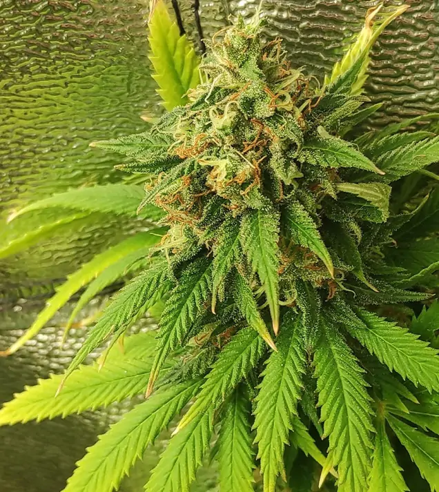 Tropicanna Glue REBAJAS