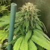 Tropicanna Glue REBAJAS