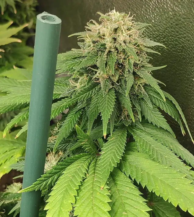 Tropicanna Glue REBAJAS