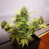 Tropicanna Glue REBAJAS