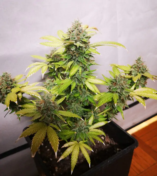 Tropicanna Glue REBAJAS