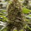 Amnesia OG REBAJAS