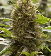 Amnesia OG REBAJAS