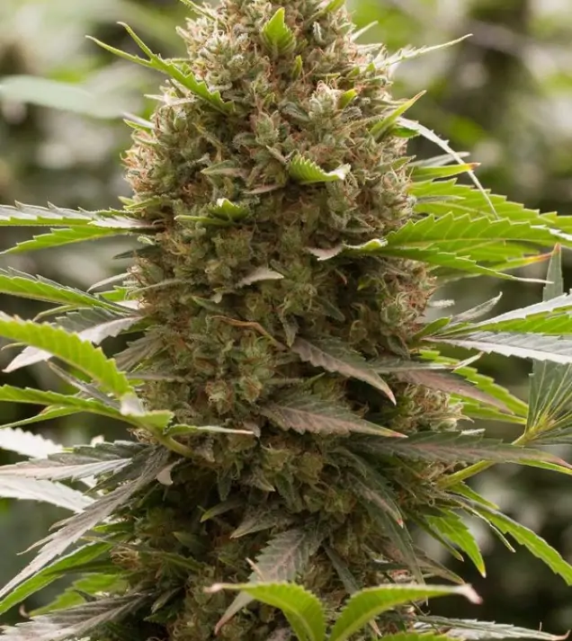Amnesia OG REBAJAS