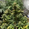 Auto Critical XL REBAJAS
