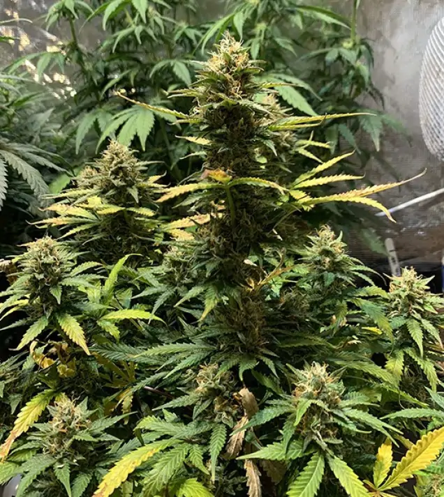Auto Critical XL REBAJAS