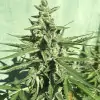 Auto Critical XL REBAJAS