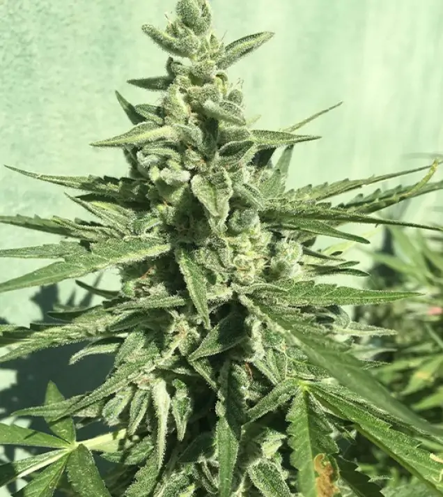 Auto Critical XL REBAJAS