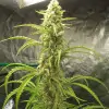 Auto Critical XL REBAJAS