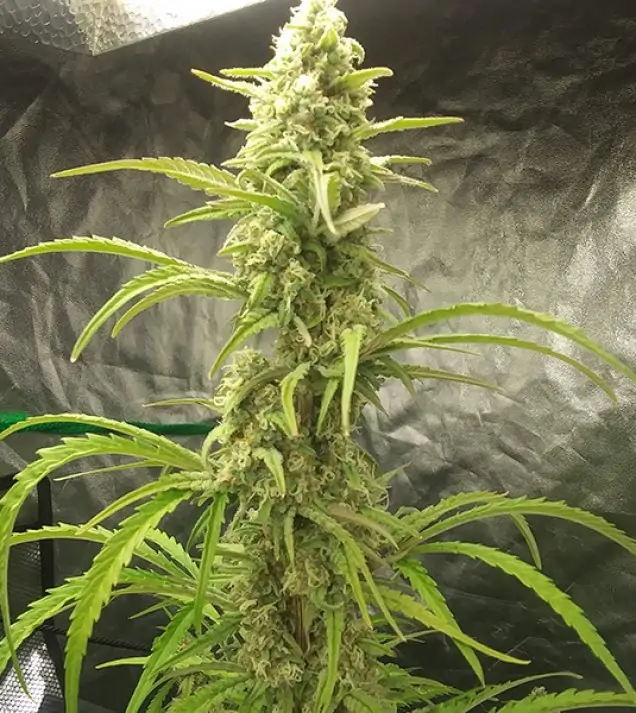 Auto Critical XL REBAJAS