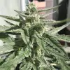 Auto Critical XL REBAJAS