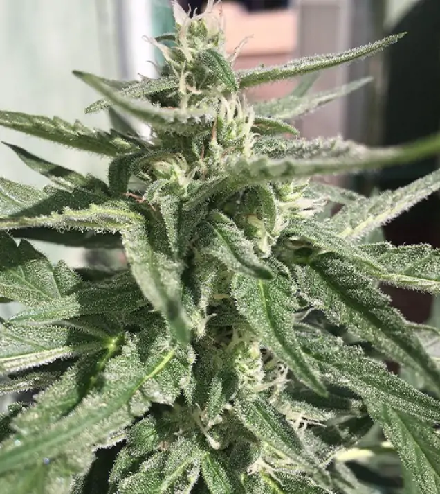 Auto Critical XL REBAJAS