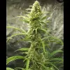 Auto Critical XL REBAJAS