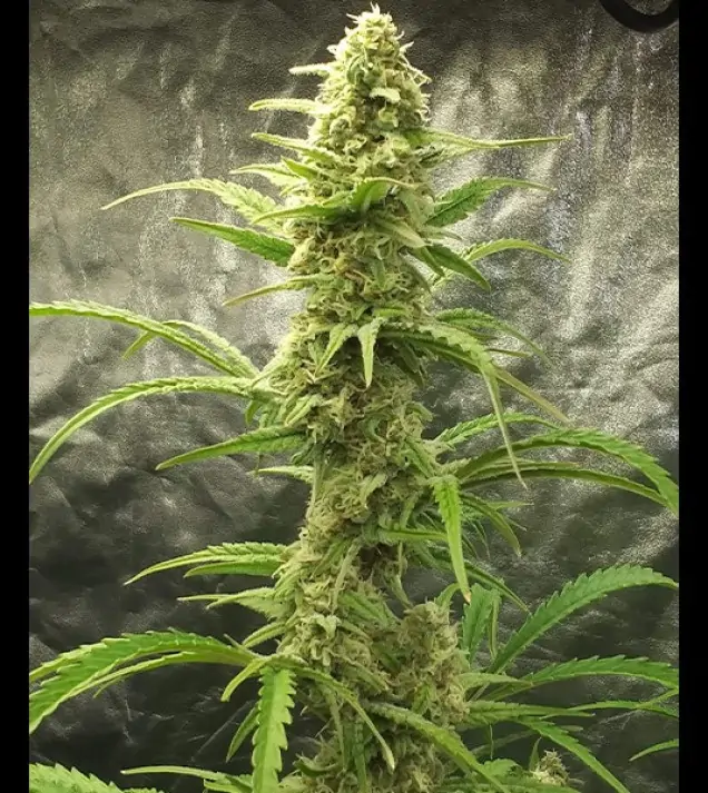 Auto Critical XL REBAJAS