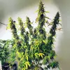 Auto Critical XL REBAJAS
