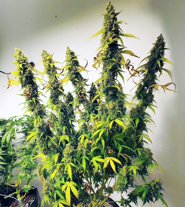 Auto Critical XL REBAJAS