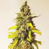 Auto Critical XL REBAJAS