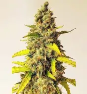 Auto Critical XL REBAJAS