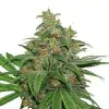 AK420 Auto REBAJAS