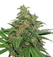 AK420 Auto REBAJAS