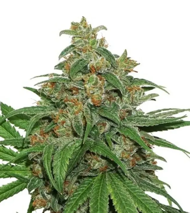 AK420 Auto REBAJAS