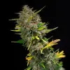 Outdoor Blue Shaman REBAJAS