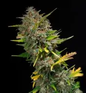 Outdoor Blue Shaman REBAJAS