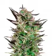Fruit Auto REBAJAS