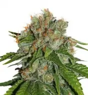 Amnesia Auto REBAJAS