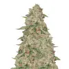 Zkittle REBAJAS