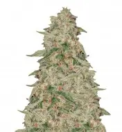 Zkittle REBAJAS