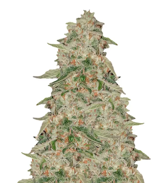 Zkittle REBAJAS