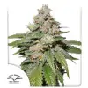 Auto Mokum's Tulip REBAJAS