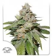 Auto Mokum's Tulip REBAJAS