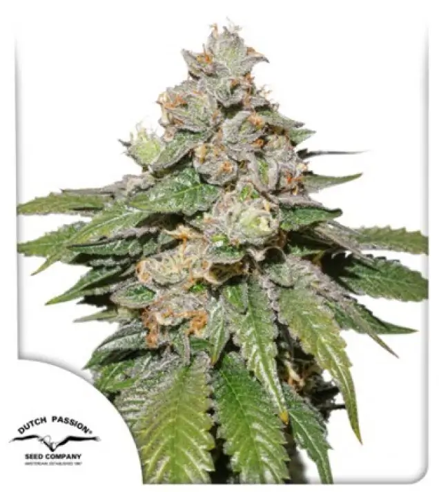 Auto Mokum's Tulip REBAJAS